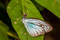 Common Wanderer Pareronia anais anais