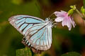 Common Wanderer Pareronia anais anais