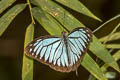 Common Wanderer Pareronia anais anais