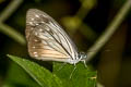 Common Wanderer Pareronia anais anais