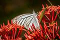 Common Wanderer Pareronia anais anais