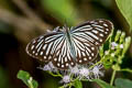 Common Wanderer Pareronia anais anais