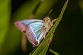 Common White-banded Awl Hasora taminatus bhavara