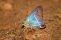 Common White-banded Awl Hasora taminatus bhavara