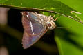 Common White-banded Awl Hasora taminatus bhavara