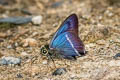 Common White-banded Awl Hasora taminatus bhavara