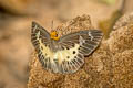Common White Flat Gerosis bhagava bhagava (Common Yellow-breasted Flat)