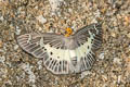 Common White Flat Gerosis bhagava bhagava (Common Yellow-breasted Flat)