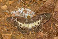 Common White Flat Gerosis bhagava bhagava (Common Yellow-breasted Flat)