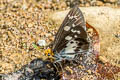 Common White Flat Gerosis bhagava bhagava (Common Yellow-breasted Flat)