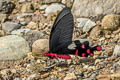 Common Windmill Byasa polyeuctes polyeuctes