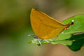 Common Yamfly Loxura atymnus continentalis