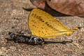 Common Yamfly Loxura atymnus continentalis