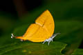 Common Yamfly Loxura atymnus fuconius