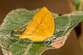 Common Yamfly Loxura atymnus fuconius