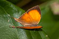 Common Yamfly Loxura atymnus continentalis