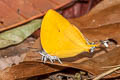 Common Yamfly Loxura atymnus continentalis