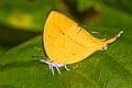 Common Yamfly Loxura atymnus fuconius