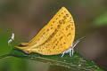 Common Yamfly Loxura atymnus continentalis