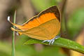 Common Yamfly Loxura atymnus fuconius