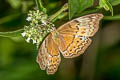 Common Yoeman Cirrochroa tyche mithila