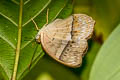 Common Yoeman Cirrochroa tyche tyche