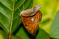 Common Yoeman Cirrochroa tyche tyche