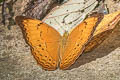 Common Yoeman Cirrochroa tyche tyche