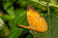 Common Yoeman Cirrochroa tyche tyche