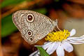 Confusing Threering Ypthima confusa confusa