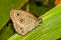 Confusing Threering Ypthima confusa confusa
