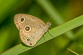 Confusing Threering Ypthima confusa confusa