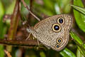Confusing Threering Ypthima confusa confusa