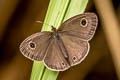 Confusing Threering Ypthima confusa confusa