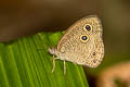 Confusing Threering Ypthima confusa confusa