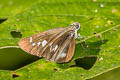 Continental Swift Parnara ganga