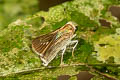 Continental Swift Parnara ganga