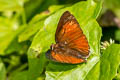 Copper Flash Rapala pheretima petosiris