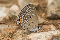 Cycad Blue Luthrodes pandava pandava (Plains Cupid)