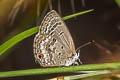 Cycad Blue Luthrodes pandava pandava (Plains Cupid)