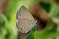 Cycad Blue Luthrodes pandava pandava (Plains Cupid)