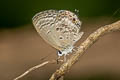 Cycad Blue Luthrodes pandava pandava (Plains Cupid)