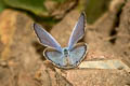 Cycad Blue Luthrodes pandava pandava (Plains Cupid)