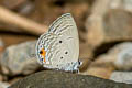 Cycad Blue Luthrodes pandava pandava (Plains Cupid)