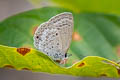 Cycad Blue Luthrodes pandava pandava (Plains Cupid)