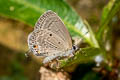 Cycad Blue Luthrodes pandava pandava (Plains Cupid)