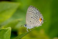 Cycad Blue Luthrodes pandava pandava (Plains Cupid)