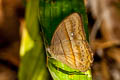 Cyclops Bushbrown Mycalesis mnasicles perna