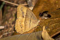 Cyclops Bushbrown Mycalesis mnasicles perna