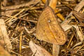 Cyclops Bushbrown Mycalesis mnasicles perna